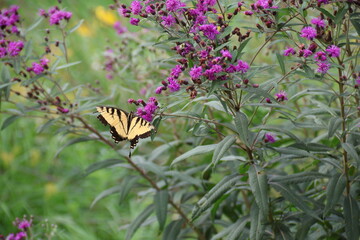 Eastern Tiger Swallowtail on Purple Flower.