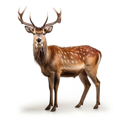 Fototapeta premium Majestic deer standing tall on a white background,