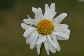 Fototapeta premium Blume