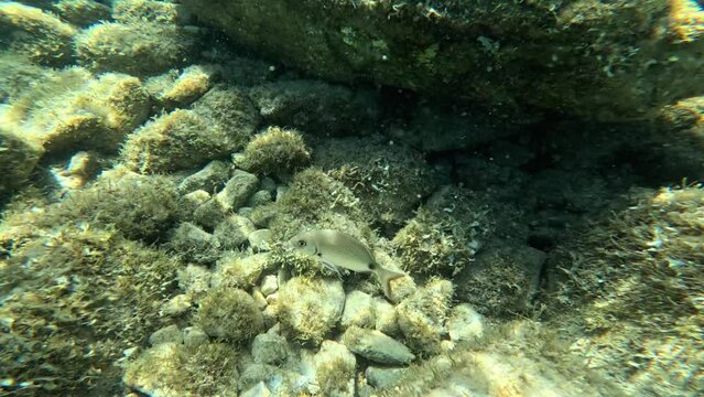 Diplodus annularis on the seabed