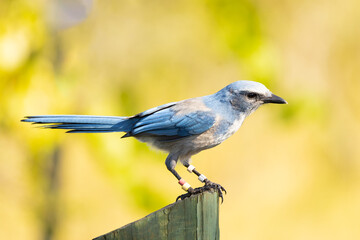 Florida scrub-jay (Aphelocoma coerulescens) in southwest Florida