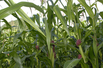 corn cultivation with milpas and woman grinding nixtamal to make dough for food