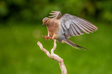 Mourning Dove flying to perch