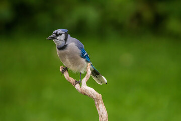 blue jay perched on a branch