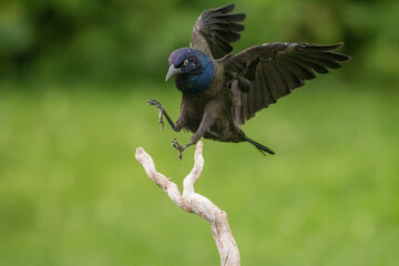 Common Grackle flying to a perch
