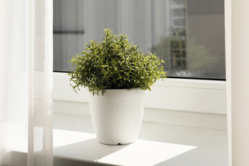 Artificial potted herb on sunny day on windowsill indoors. Home decor