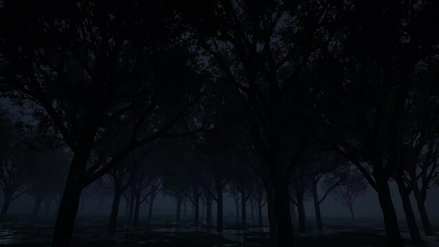 Gloomy foggy night forest nature landscape