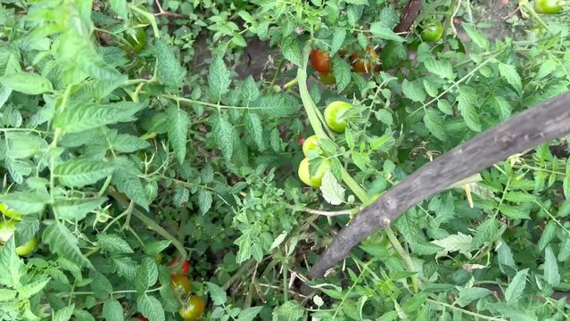Tomatoes grow on a branch in the garden.