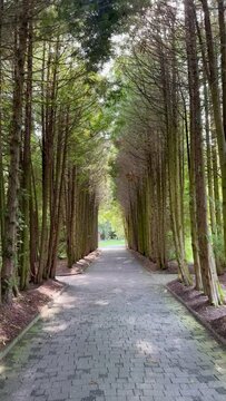 Take a forest path between tall coniferous trees