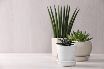 Beautiful succulent plants in pots on white wooden table, space for text