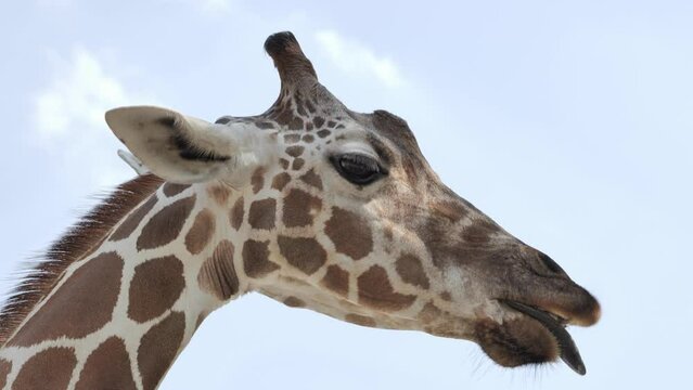 Giraffes (Giraffa camelopardalis) have a very unusual appearance (very long neck and legs) and funny behavior.