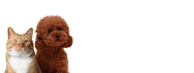 Red cat and Maltipoo on white background. Cute pets