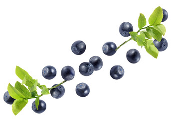 Many fresh ripe blueberries and green leaves flying on white background