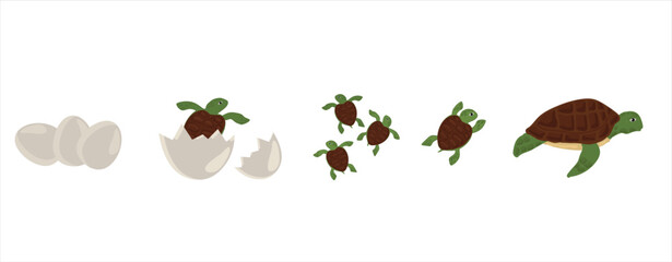 Life cycle of turtle vector. Turtle developmental process illustration
