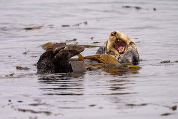 Fototapeta premium A yawning sea otter in Morro Bay, California.