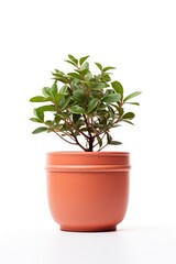Fototapeta premium Plant in a terracotta pot. 