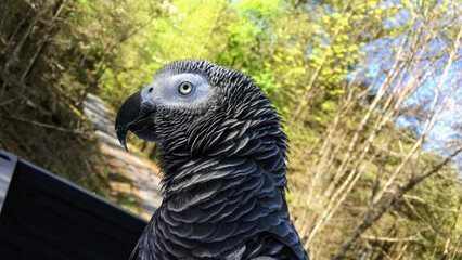Obraz premium African Grey Parrot Portrait 