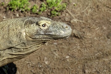 Head of a wild Komodo dragon