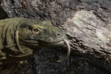 Head of a wild Komodo dragon