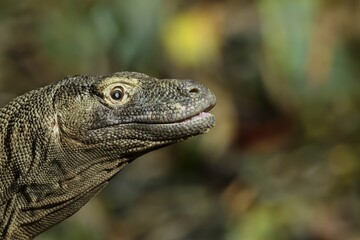 Head of a wild Komodo dragon