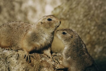 Wild prairie dog outdoors