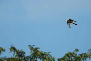 Kestrel in flight in the blue sky