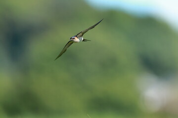 Barn Swallow in flight with green field for the background