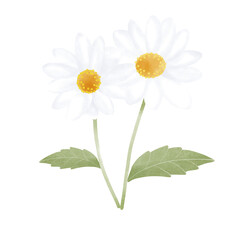daisy flower isolated on white background