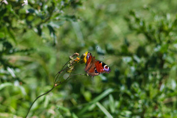 Flora And Fauna Of Reservoirs And Meadows