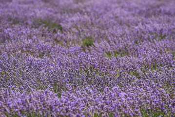 Naklejka premium lavender