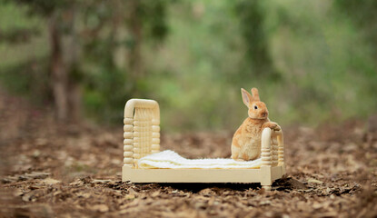 Rabbit on top of a small bed in the middle of the forest. Space for text