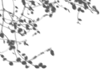 ワイヤープランツの影