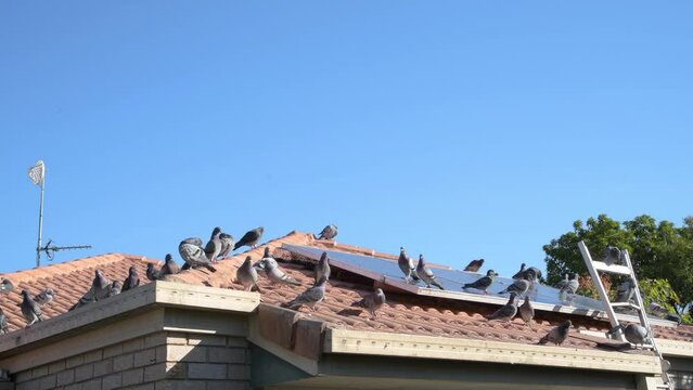 Pigeons on roof and solar panels of house