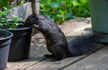 Black squirrel checks out new plants in pots on the front deck
