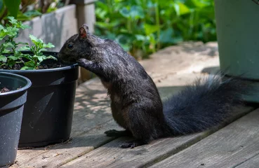 Photo sur Plexiglas Écureuil Black squirrel checks out new plants in pots on the front deck
