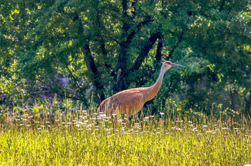 Sand hill crane walking in a meadow of wildflowers