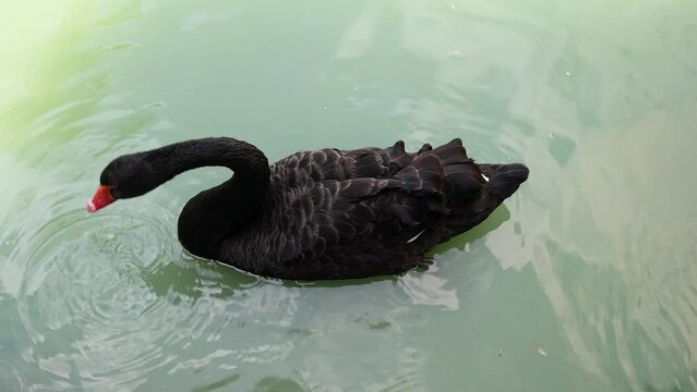 Beautiful Black goose floating on water looking for food.