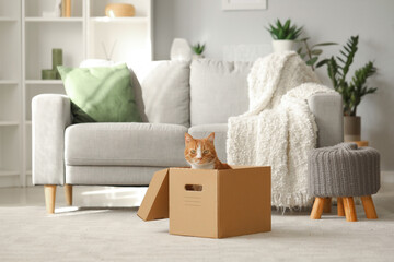 Fototapeta na wymiar Funny cat in cardboard box at home