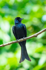 BRONZED DRONGO