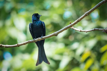 BRONZED DRONGO