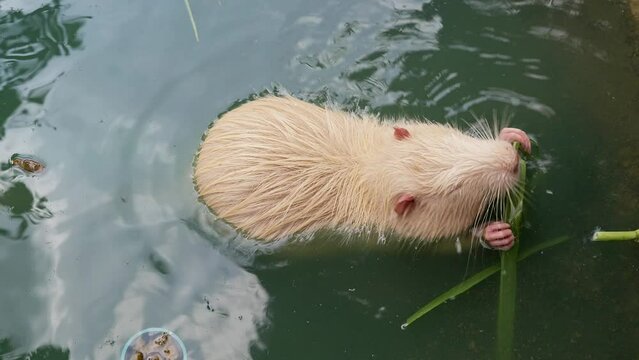 Close up White Otter in water eating grass.