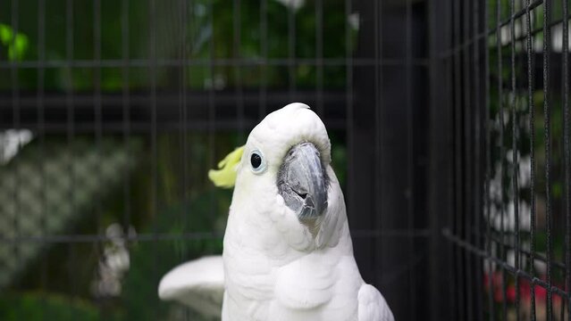Close up Sulphur-crested cockatoo in black cage looking at camera.