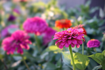 Beautiful pink zinnia flower in the park on sunny day on defocused background. 