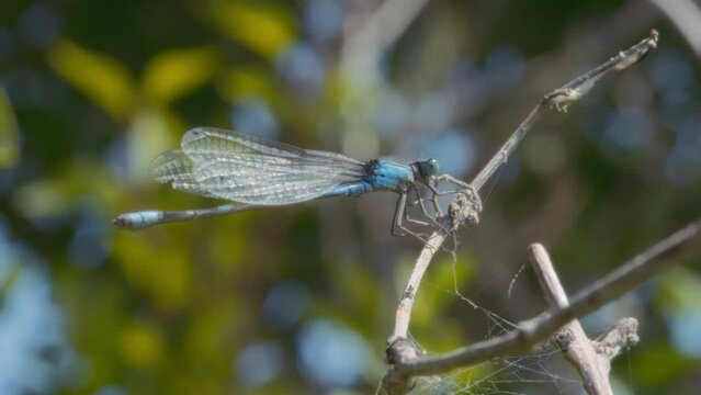 Blue dragonfly sitting on a tree branch next to a spider web. Slow motion. 