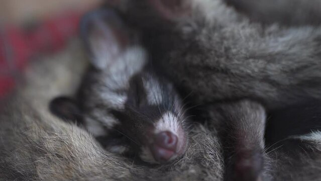 Sleeping group raccoon in cage.