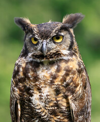 Great-horned Owl portrait, Quebec, Canada