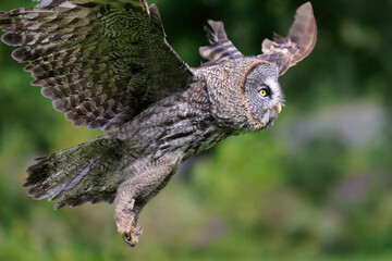 Great Grey Owl flying in the forest, Quebec, Canada