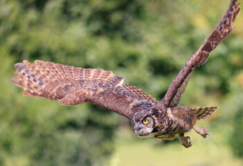 Great-horned in flight, Quebec, Canada