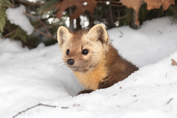Look and See. American Pine Marten (Martes americana) peeks from a tiny den covered in snow. Small...