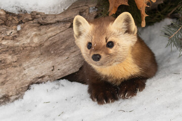 American Pine Marten (Martes americana)  pauses and rests near its cavern home. Ears perked and...
